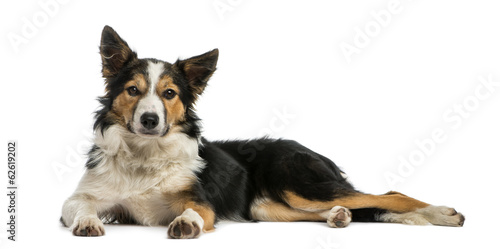 Fototapeta Naklejka Na Ścianę i Meble -  Border collie lying, looking at the camera, isolated on white