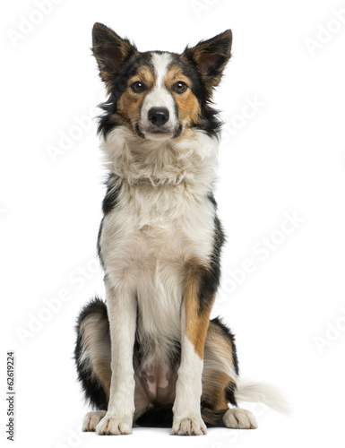 Front view of a Border collie sitting, looking at the camera