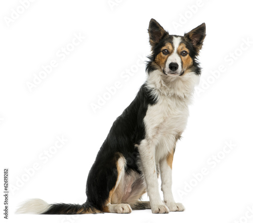Border collie sitting, isolated on white © Eric Isselée