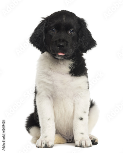 Fototapeta Naklejka Na Ścianę i Meble -  Front view of a Stabyhoun puppy sitting, tongue out