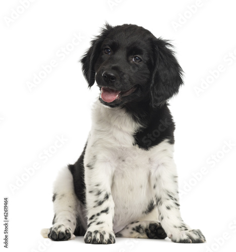 Fototapeta Naklejka Na Ścianę i Meble -  Stabyhoun puppy sitting, panting, isolated on white