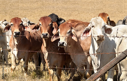 Barb wire fence restraining beef cattle cows on Australian ranch