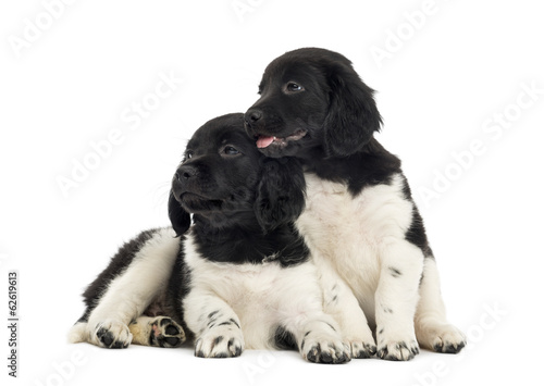 Fototapeta Naklejka Na Ścianę i Meble -  Two Stabyhoun puppies cuddling together, isolated on white