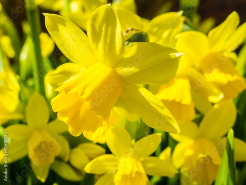 Flowering yellow daffodils in flowerbed in spring.