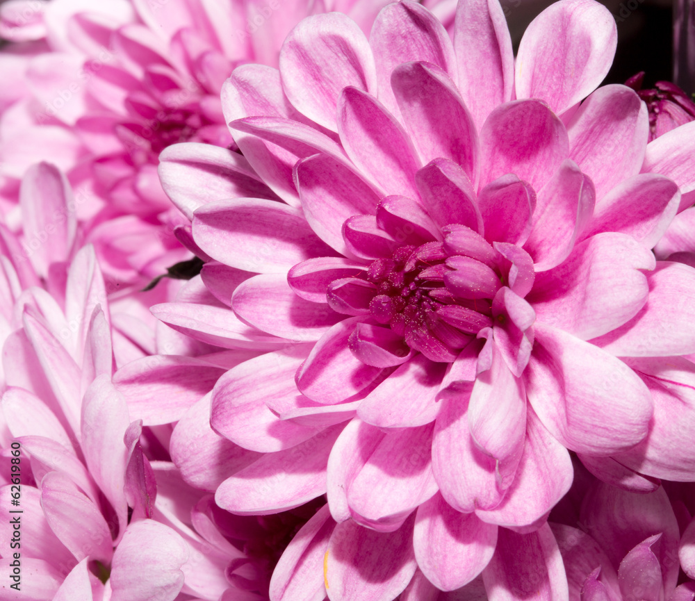 Background of beautiful flowers Background of beautiful flowers