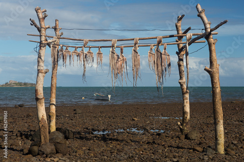 Obraz na plátně Poulpe (Zourit) séchant au soleil sur le littoral de île de Rodrigues dans l'océ