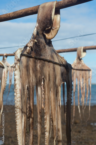 Poulpe (Zourit) séchant au soleil sur le littoral de île de Rodrigues dans l'océan Indien
