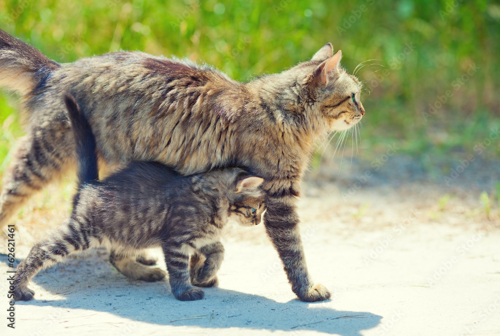 Obraz premium Mom cat walking with little kitten