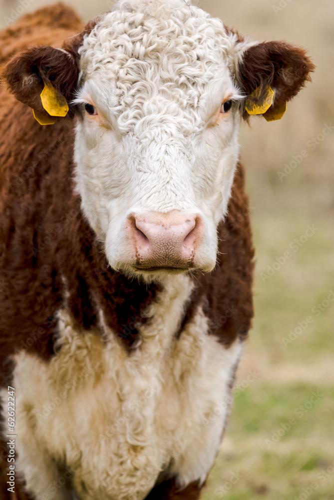 Naklejka premium Close-up of hereford cow