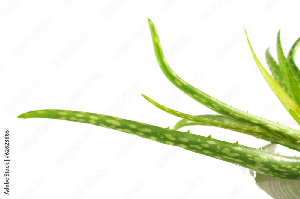 Fototapeta premium Aloe Vera