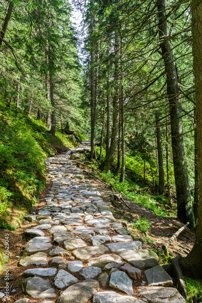 Obraz premium Stone path between the trees in the mountains