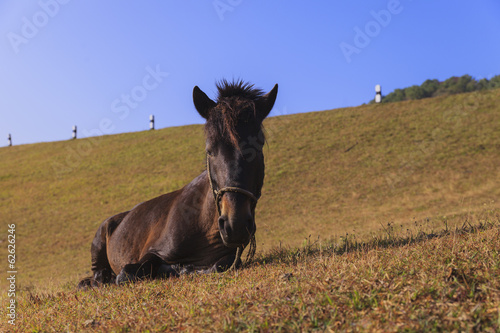 Horse sitting down on the field