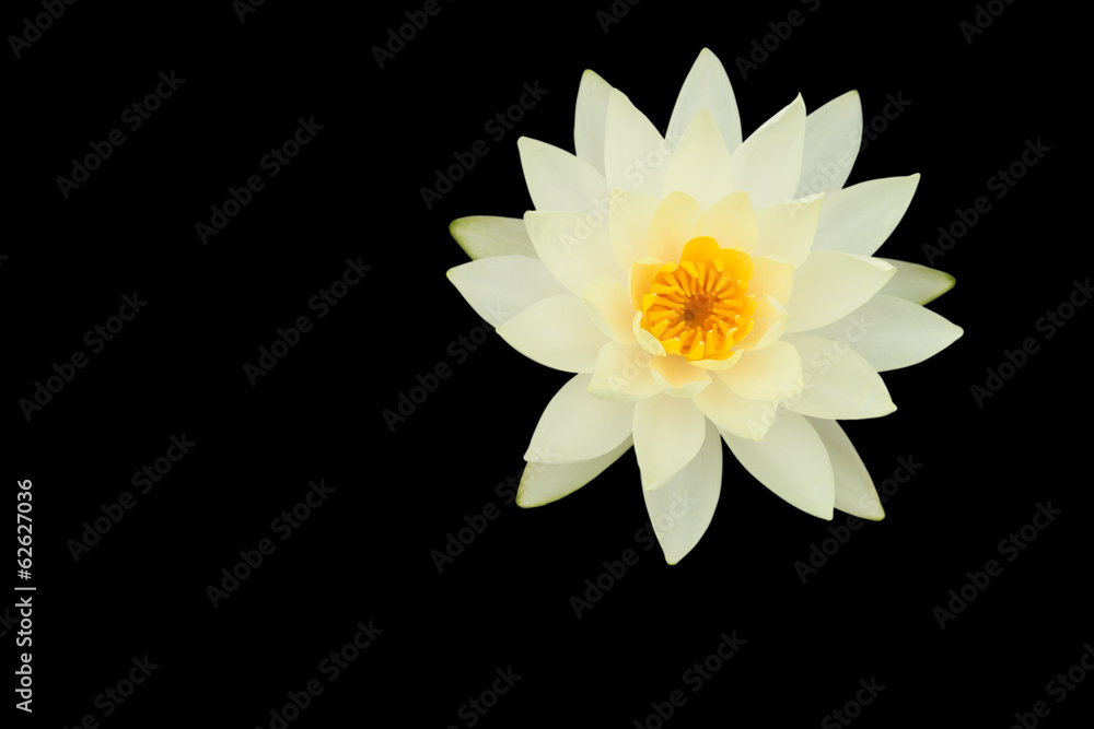 White water Lily White water Lily