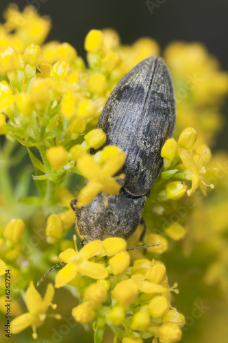 Click beetle, Agrypnus murina feeding on flower photo