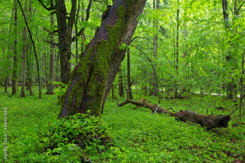 Fototapeta premium Moss wrapped old inden tree in spring