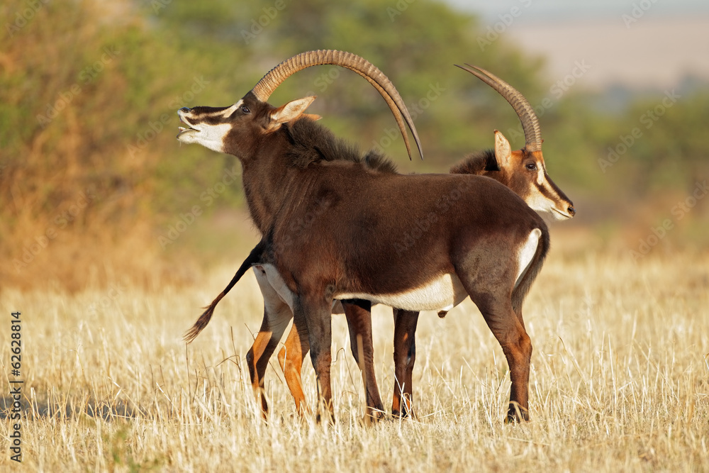Fotografie Pair of sable antelopes
