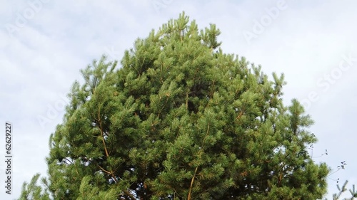 pine tree in wind
