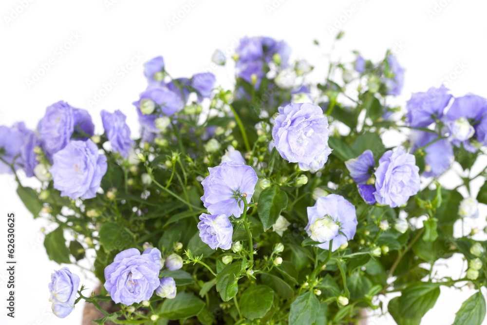 Campanula terry with blue flowers close up Campanula terry with blue flowers close up