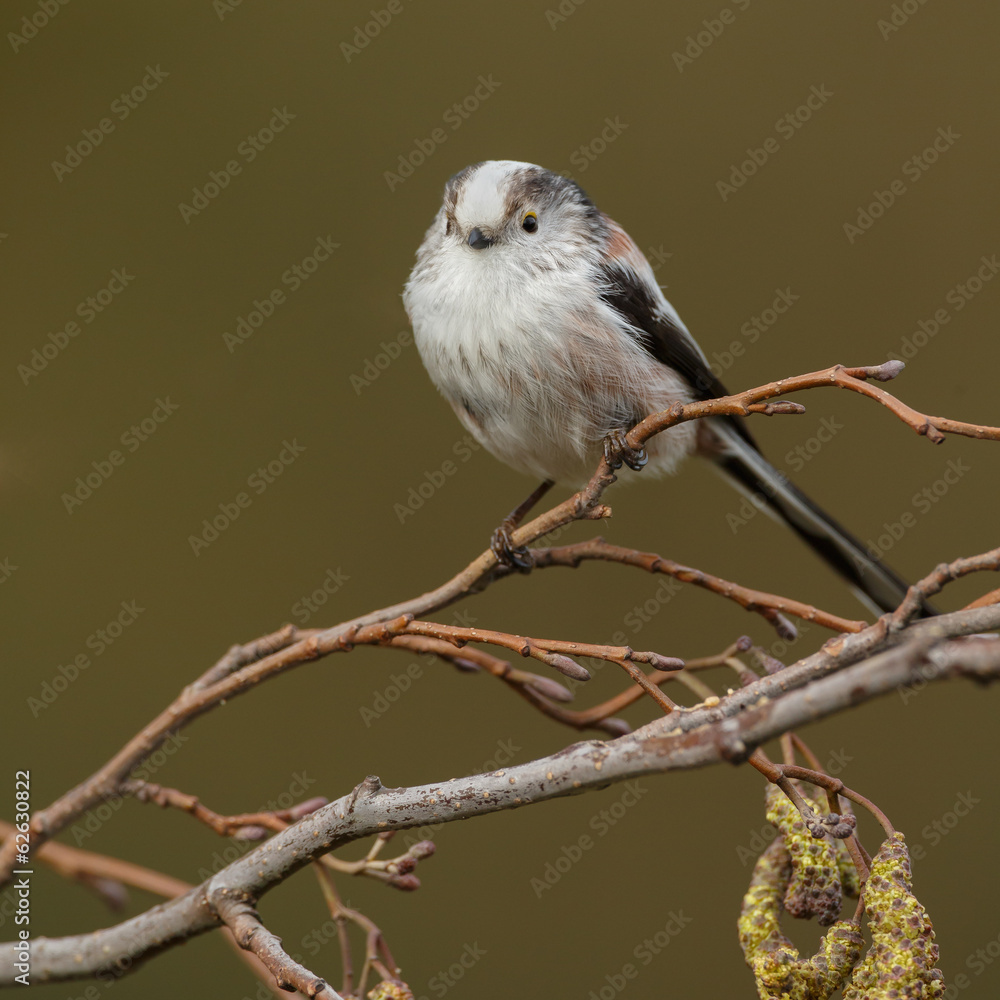 Fototapeta premium Long tailed Tit perched on a twig in springtime