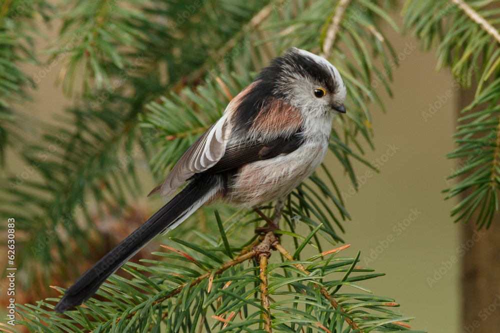 Fototapeta premium long tailed Tit perched on a twig in springtime