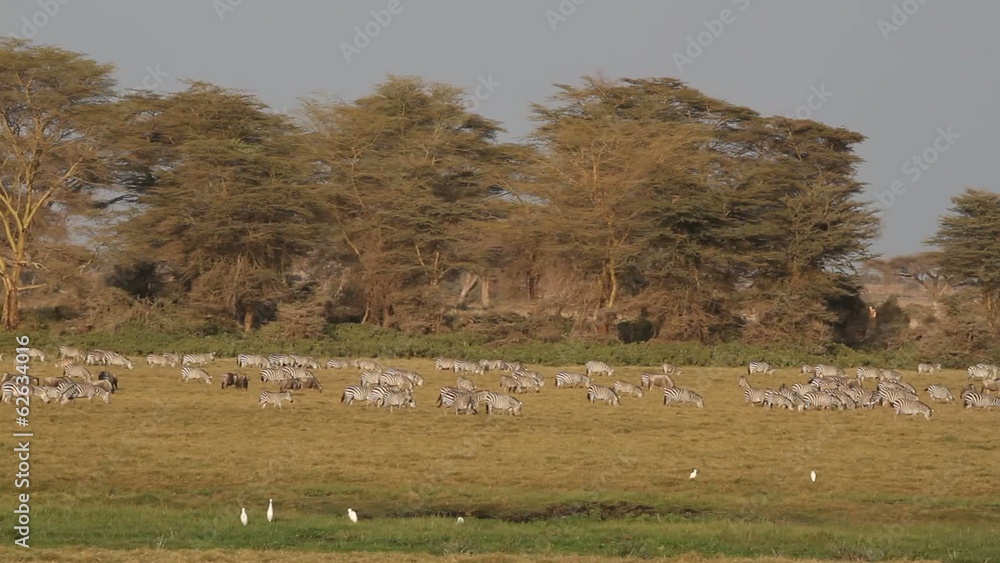 Zebras and wildebeest grazing, Amboseli National Park Zebras and wildebeest grazing, Amboseli National Park