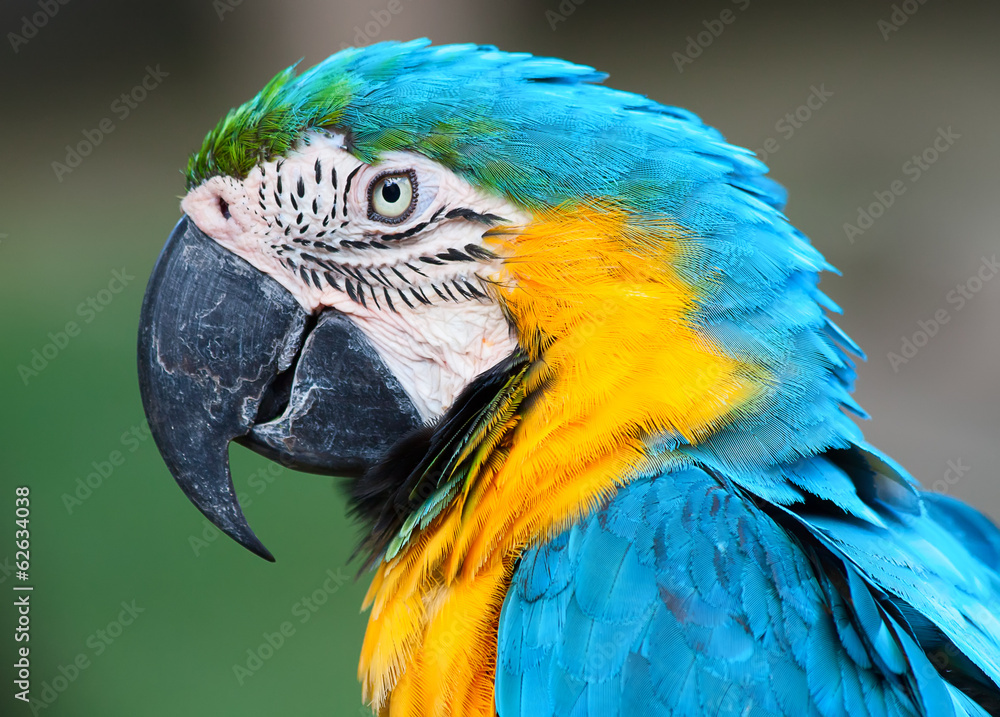 Obraz premium A blue and yellow macaw