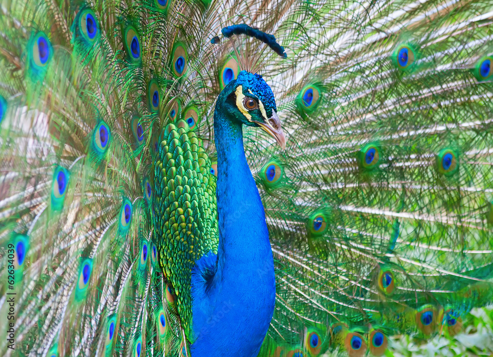 Obraz premium Peacock