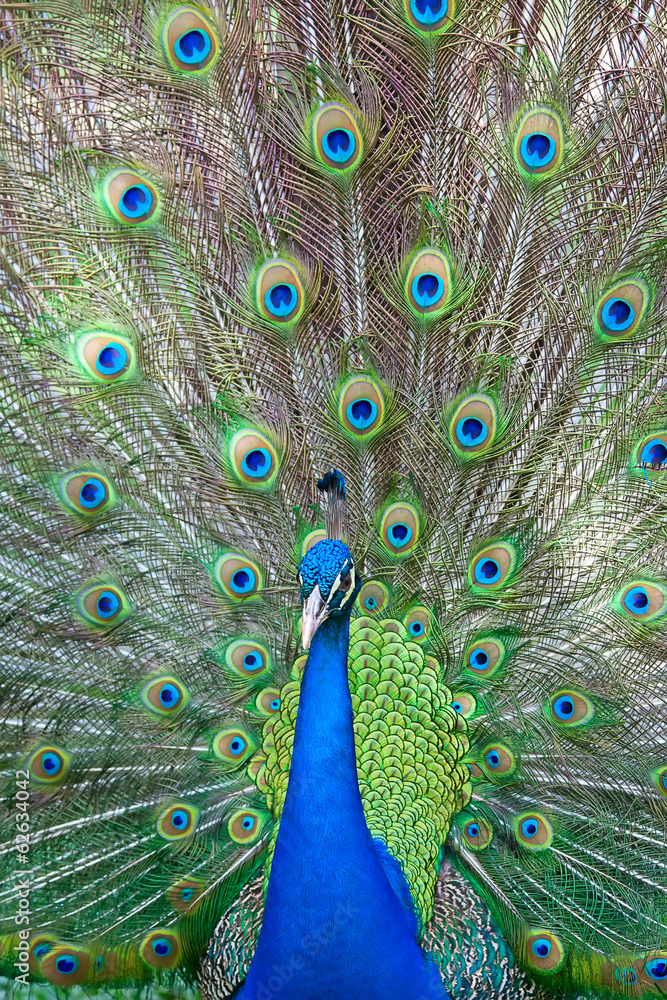 Obraz premium Peacock