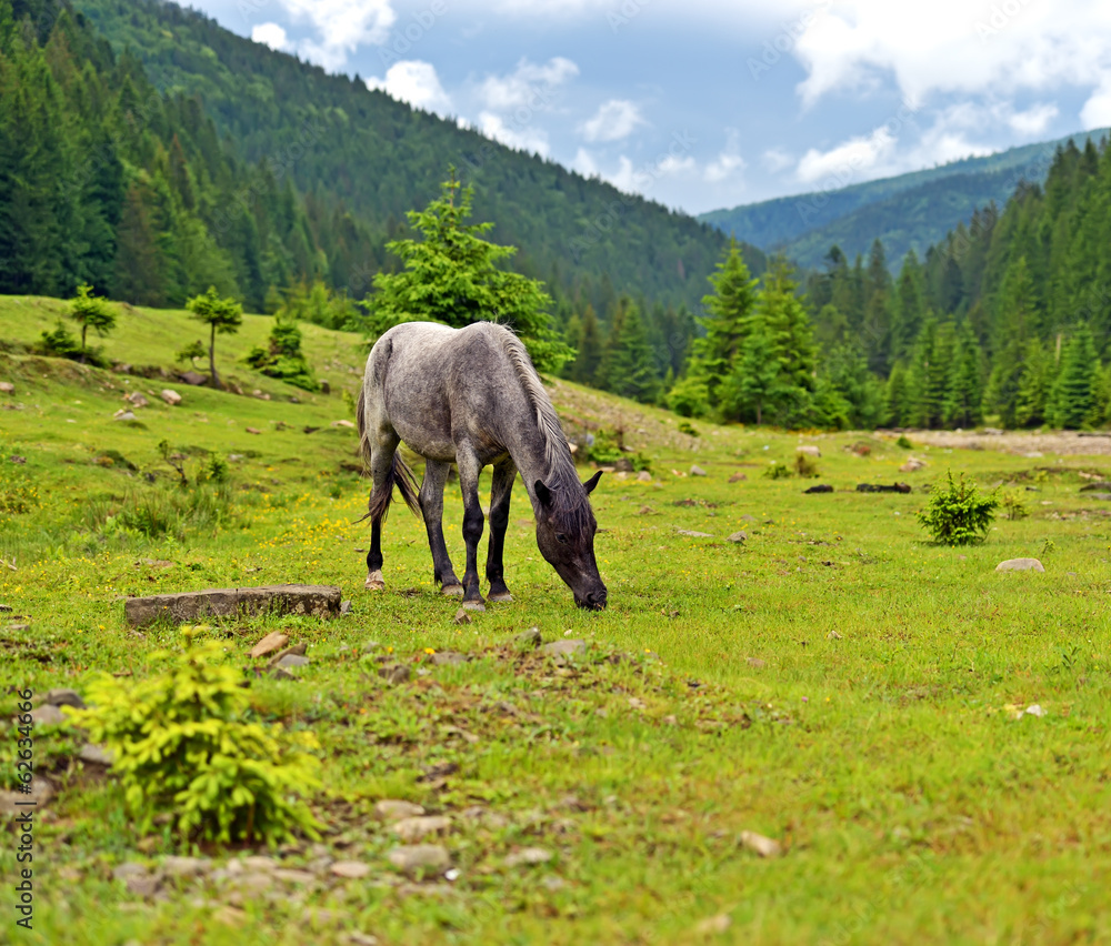 Fototapeta premium Horse on a background of mountain