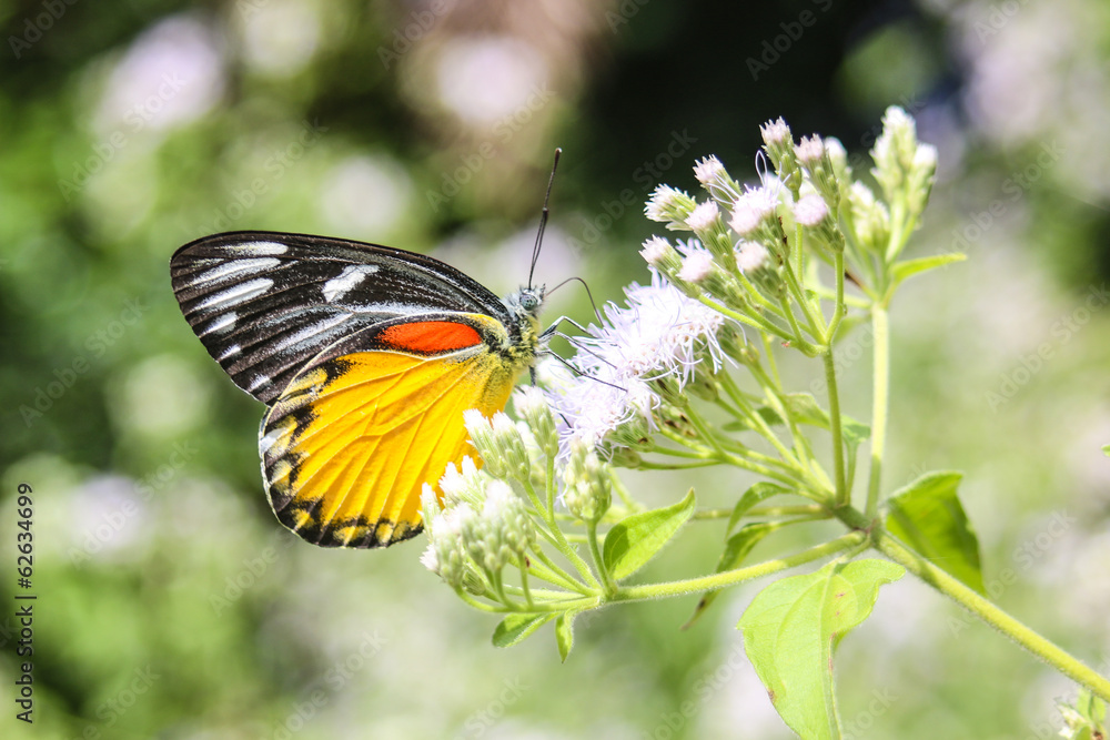 Fototapeta premium butterfly on flower