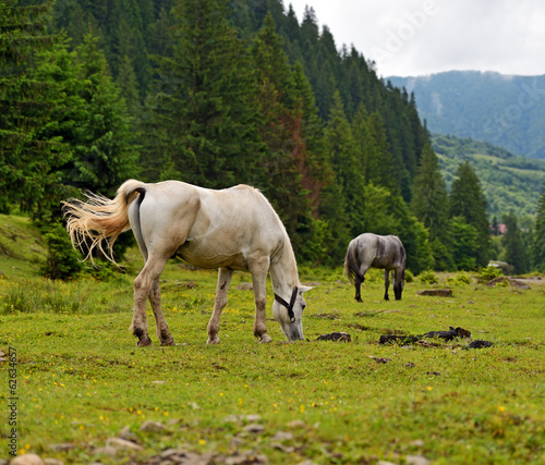 Horse on a background of mountain