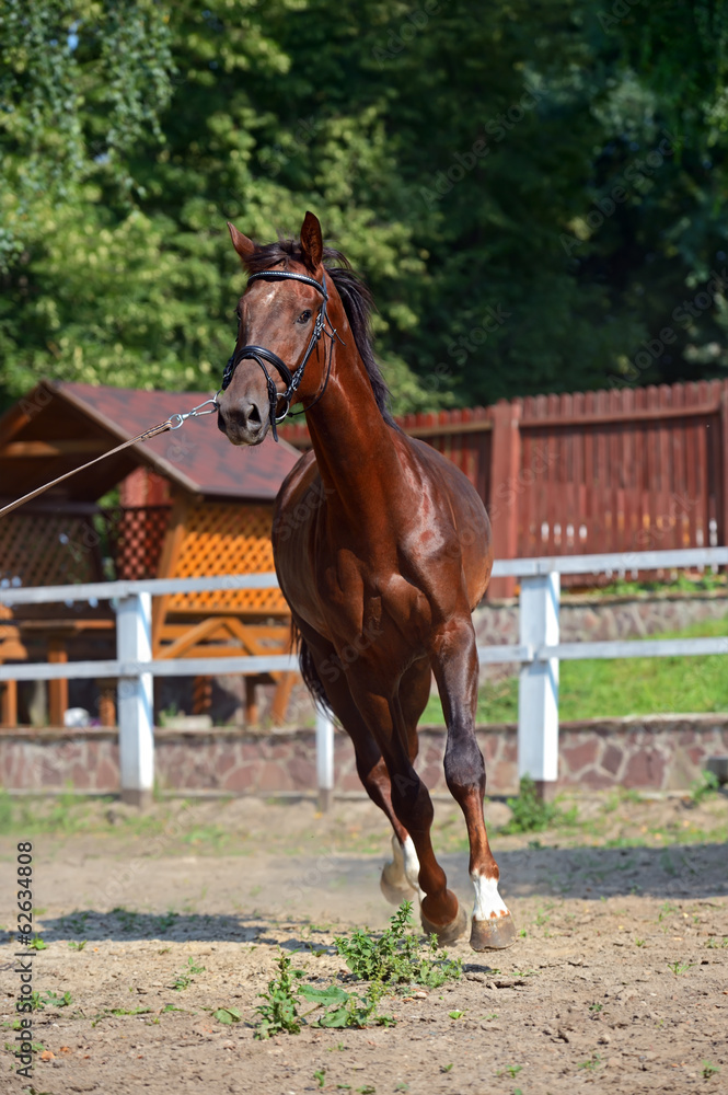 Tribal young stallion at the racetrack