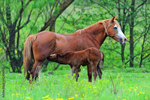 Horse with a calf on pasture