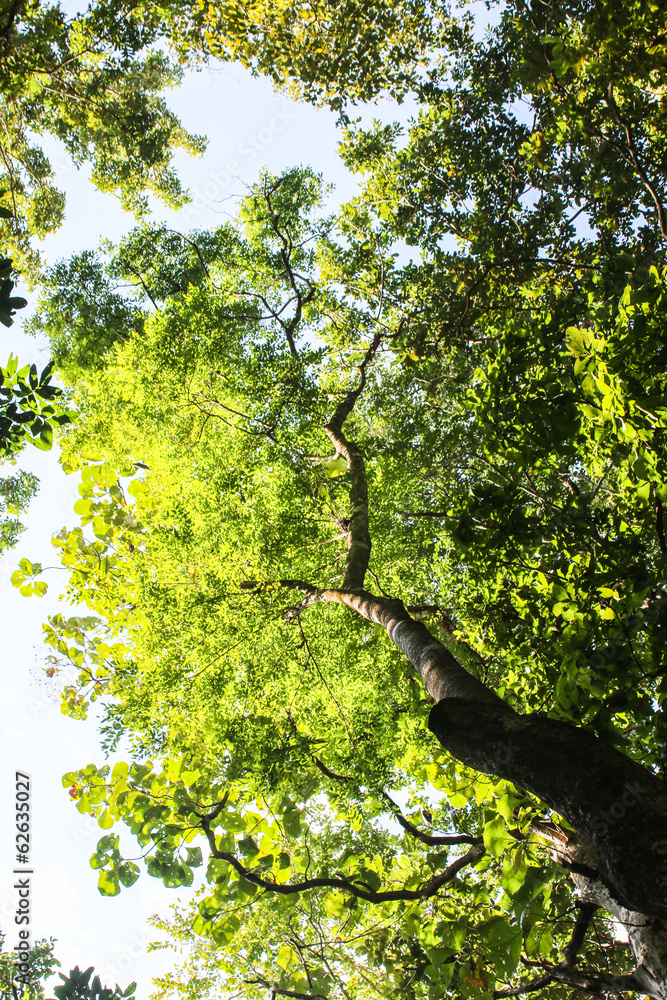 Fototapeta premium Green branches in a wood