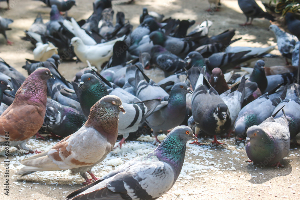 Pigeons are eating seed in the garden Pigeons are eating seed in the garden