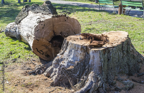 The trunk of a massive oak tree being chopped in a park