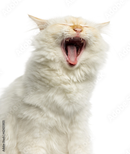 Fototapeta Naklejka Na Ścianę i Meble -  Close-up of a Birman cat yawning, 5 months old