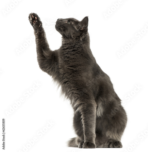 Fototapeta Naklejka Na Ścianę i Meble -  Sied view of a Maine Coon sitting, pawing up, 1 year old