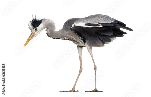 Side view of a Grey Heron, standing, looking down