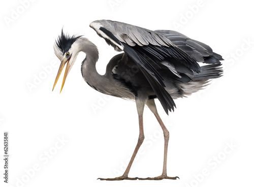 Side view of an upset Grey Heron, looking down