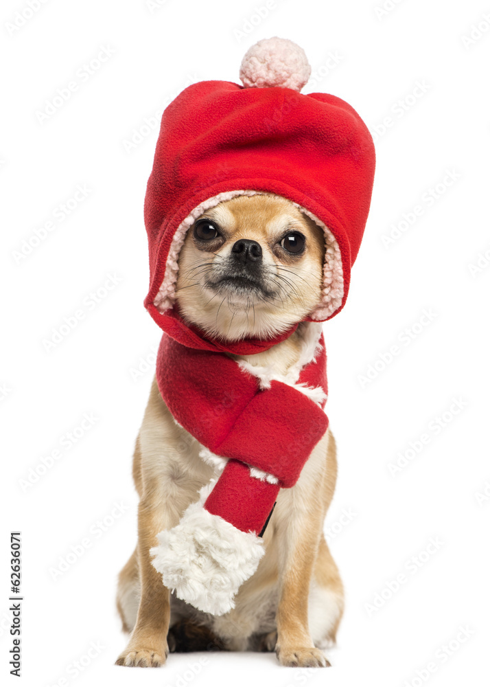 Chihuahua wearing christmas hat and scarf, sitting