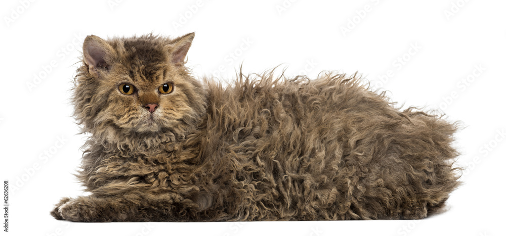 Εκτύπωση καμβά Side view of a Selkirk rex lying, isolated on white