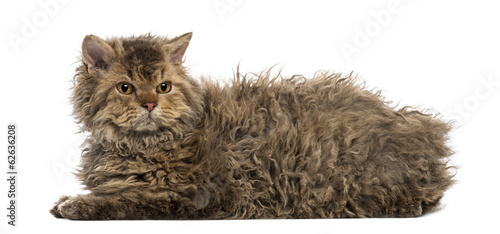 Obraz na plátně Side view of a Selkirk rex lying, isolated on white