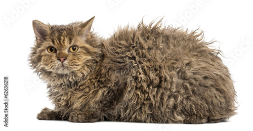 Fotografie Side view of a Selkirk rex lying, isolated on white