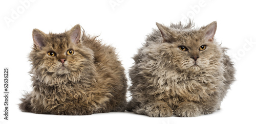 Bilde på lerret Front view of two Selkirk rex lying, isolated on white