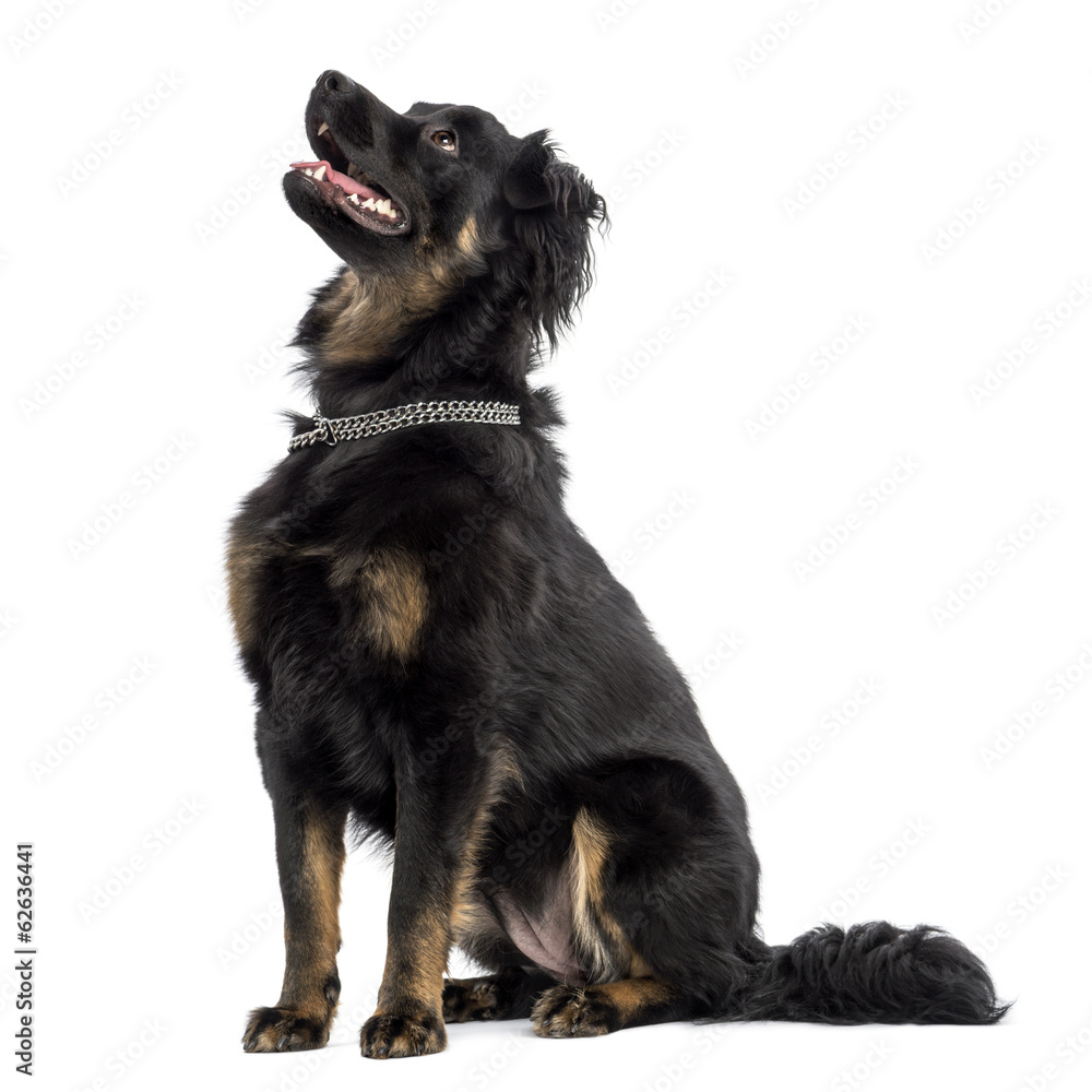 Crossbreed dog sitting, panting, looking up, isolated on white Crossbreed dog sitting, panting, looking up, isolated on white