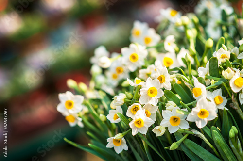Fotografering Bunch of white daffodils at a spring flower market