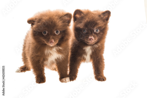 Fototapeta Naklejka Na Ścianę i Meble -  Pomeranian spitz puppy