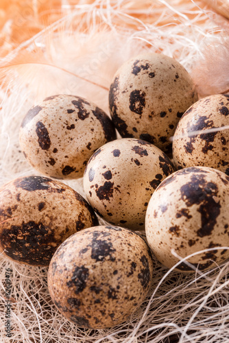 quail's eggs