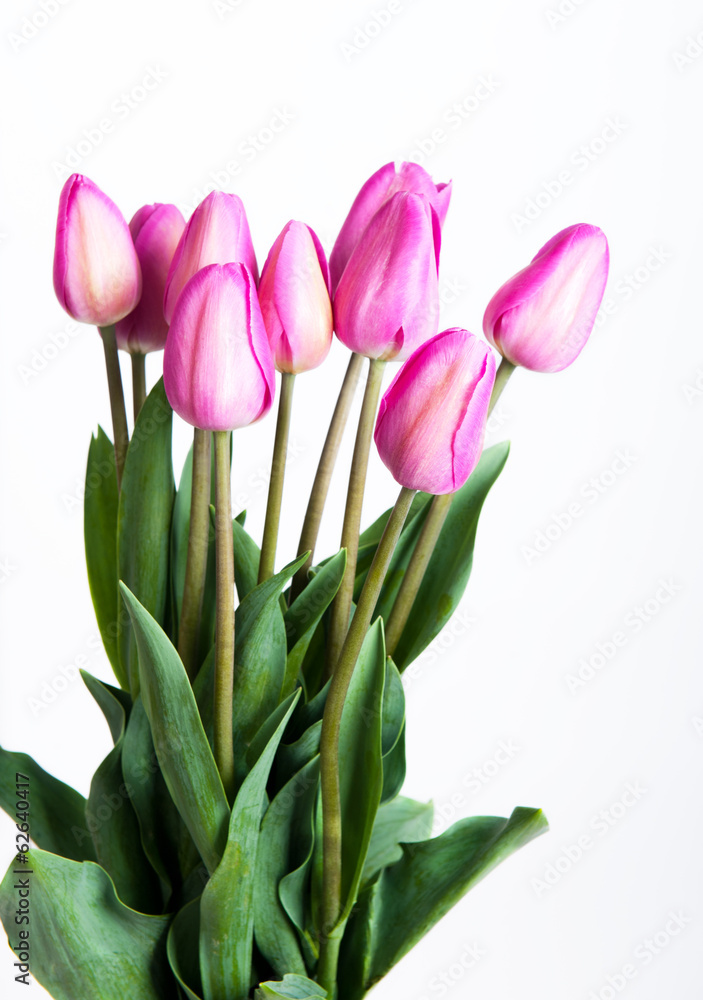 Fototapeta premium Beautiful colorful tulips